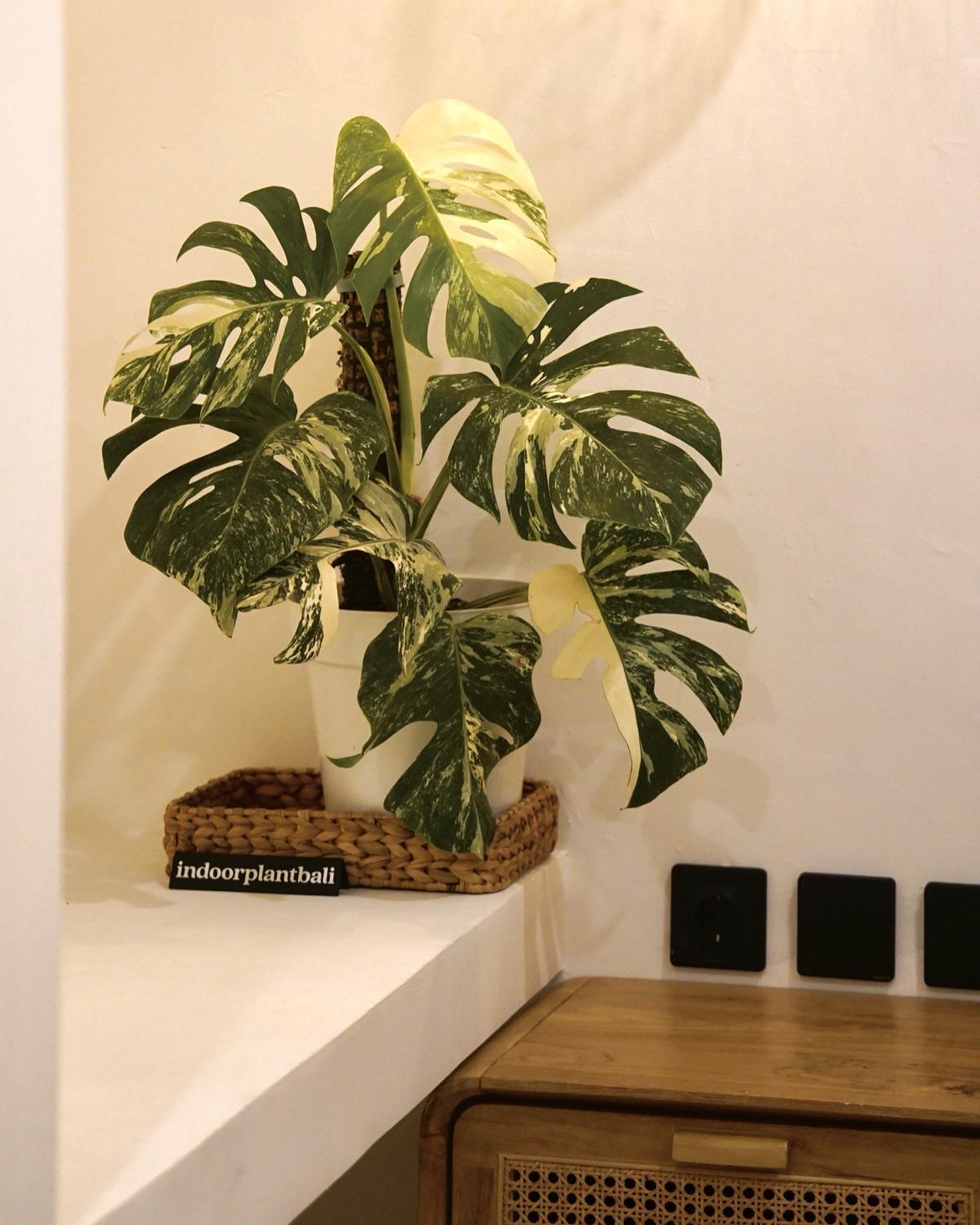 A variegated Monstera on a moss pole, potted in a shelf alcove at the nursery