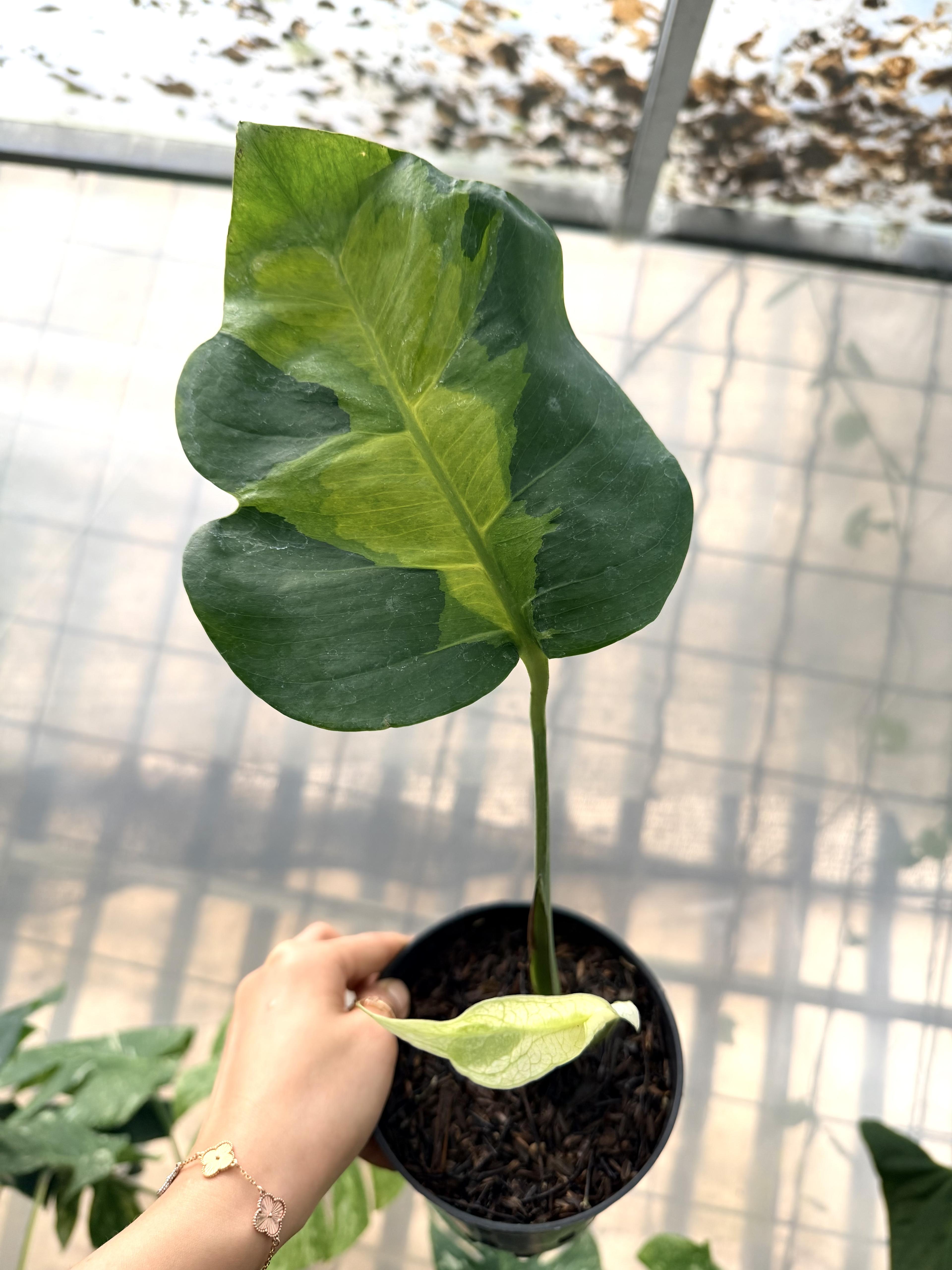Monstera White Lava — photograph 1