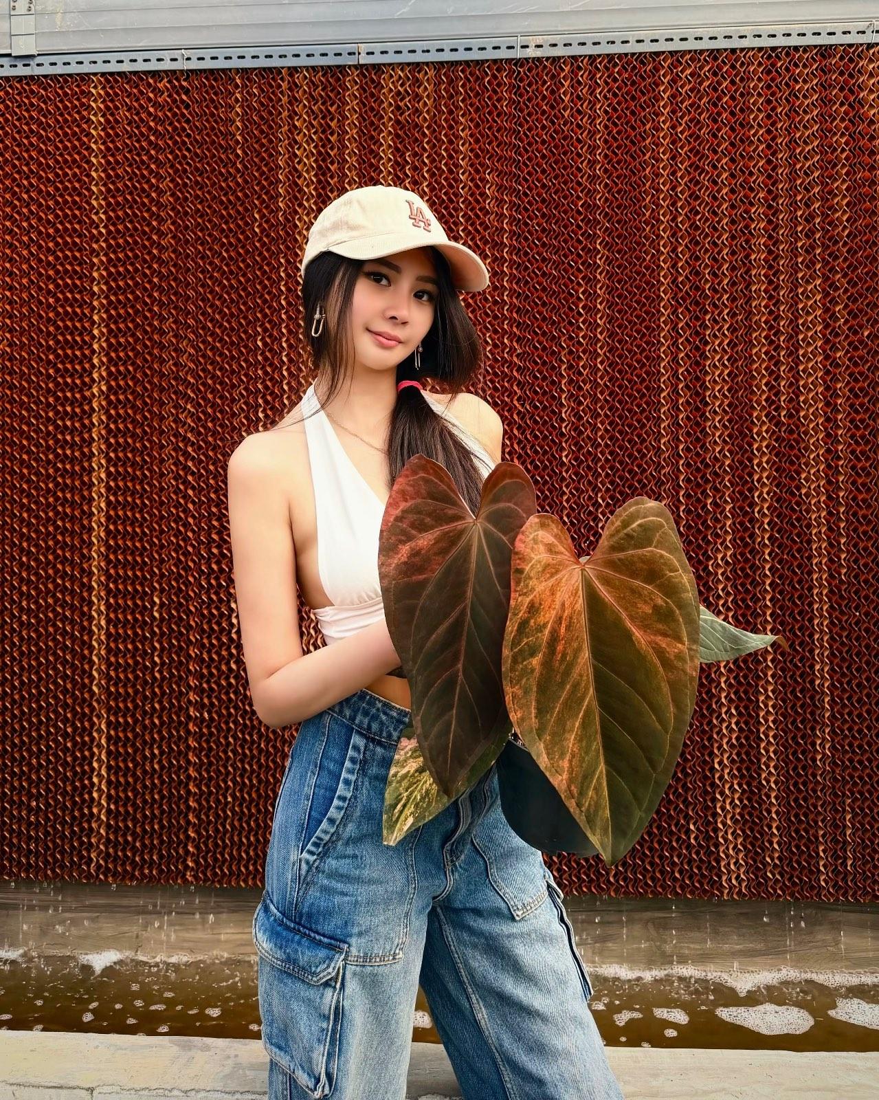 Anthurium Variegated