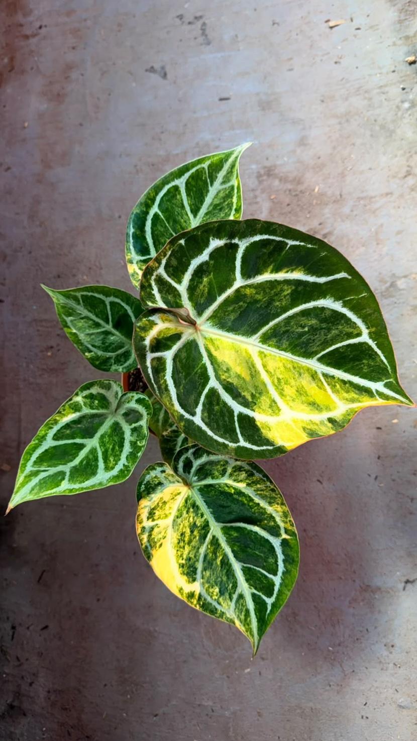 Anthurium Variegated
