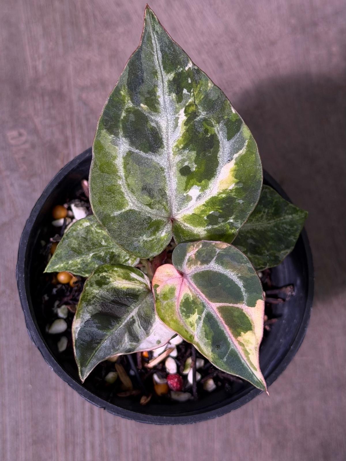 Anthurium Variegated