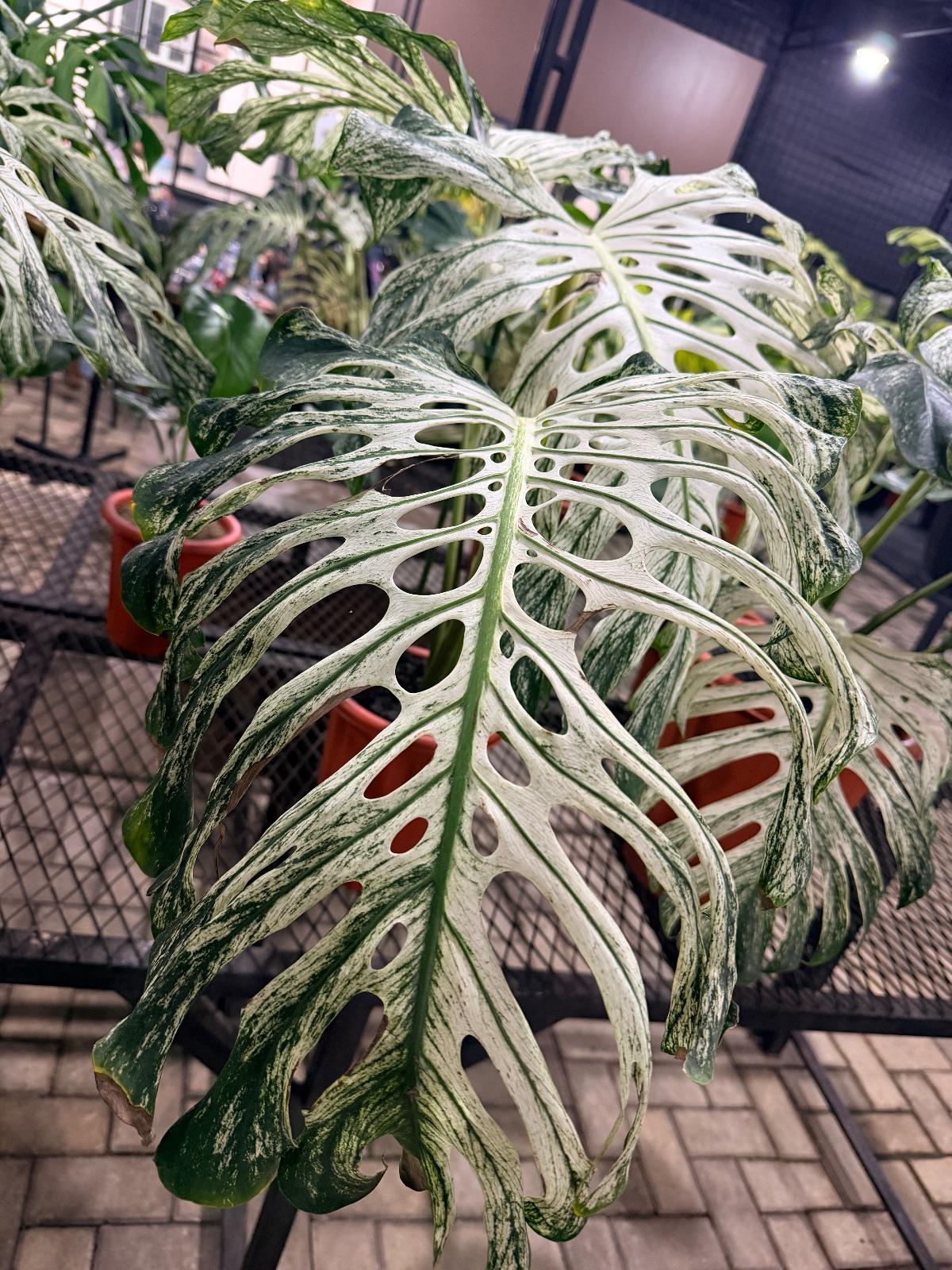 Monstera Devil Monster — photograph 1