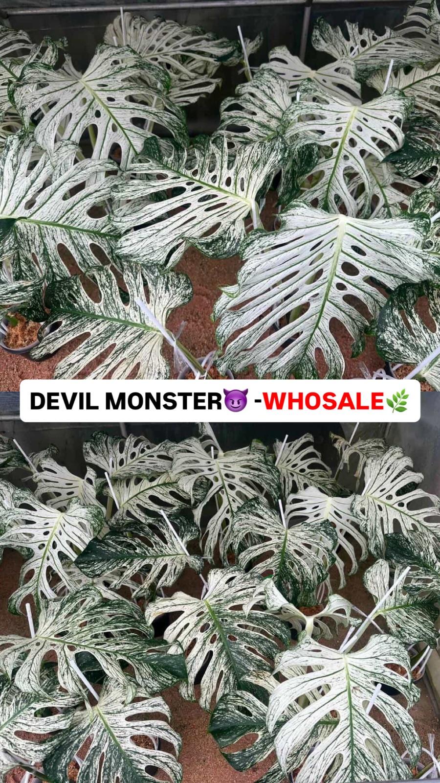 Monstera Devil Monster — photograph 2