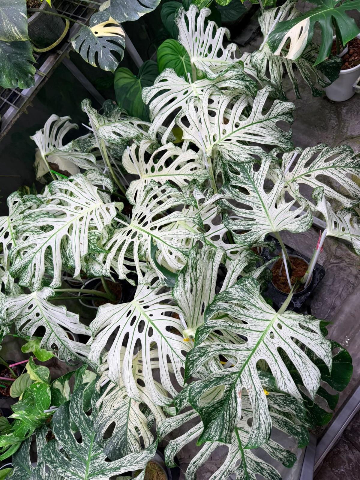Monstera Devil Monster — photograph 3