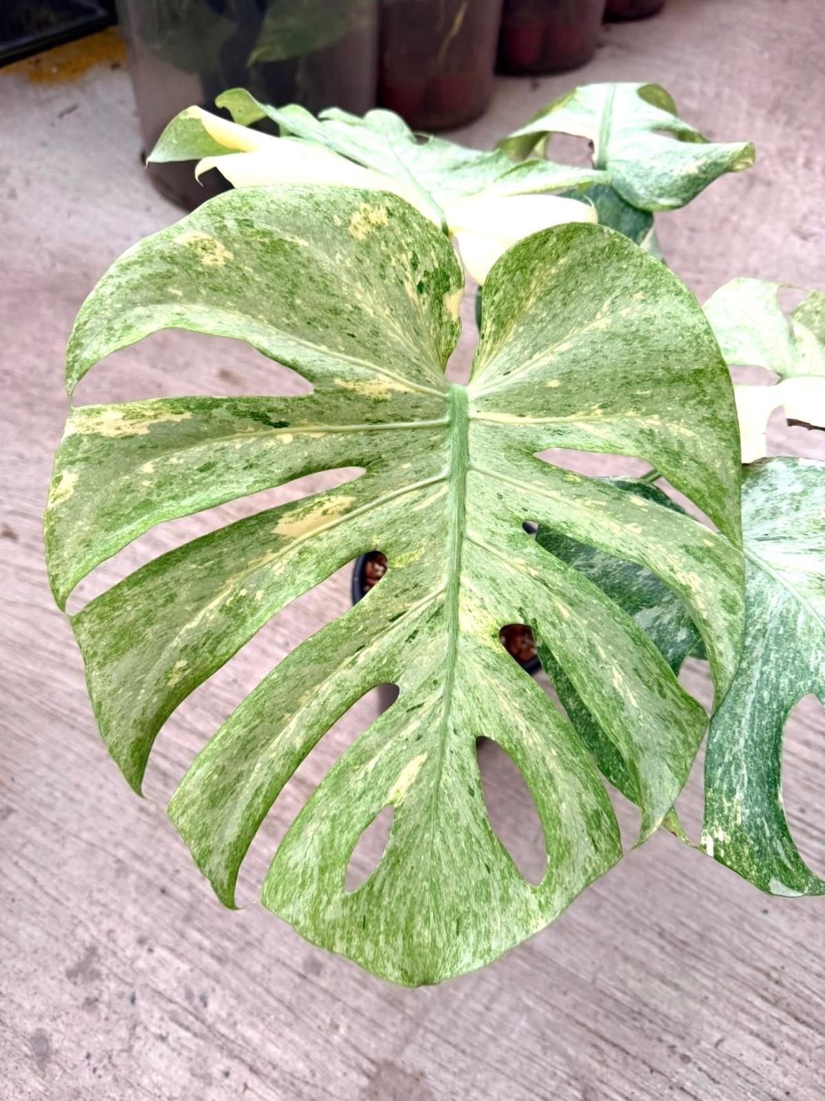 Monstera Ice Age