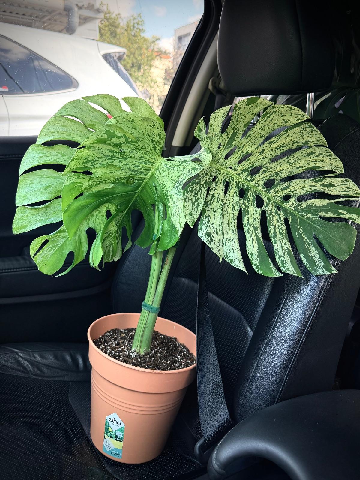 Monstera Bulbasaur — photograph 1