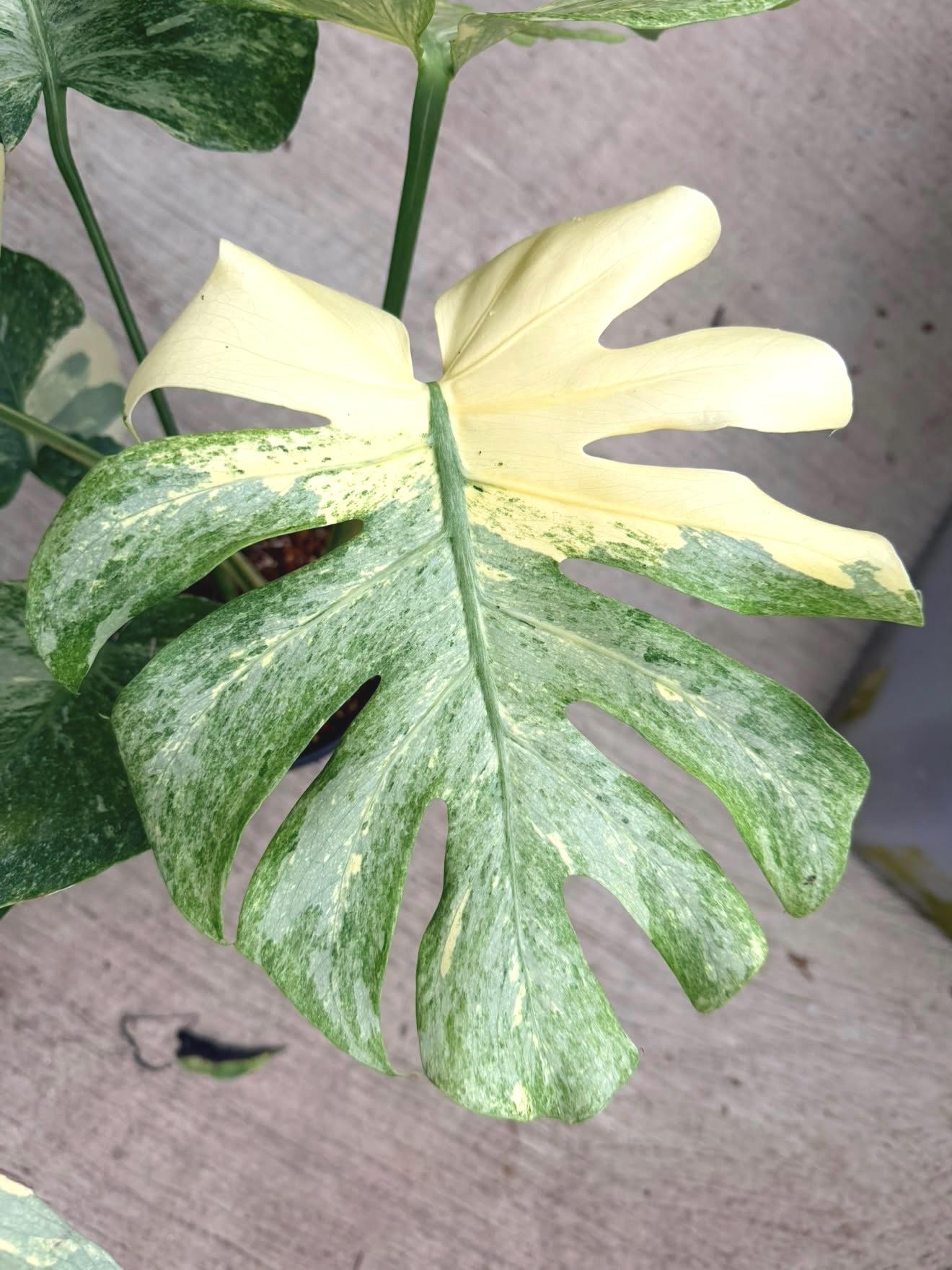 Monstera Ice Age — photograph 3