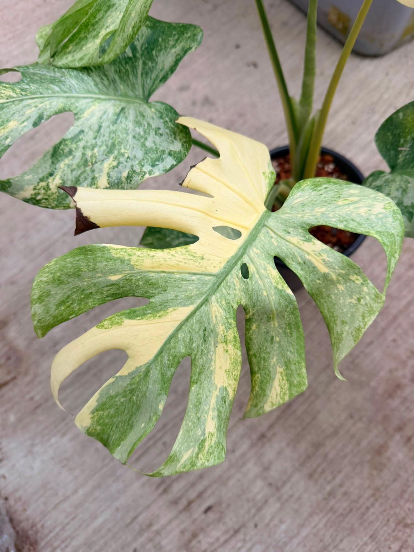 Monstera Ice Age — photograph 4
