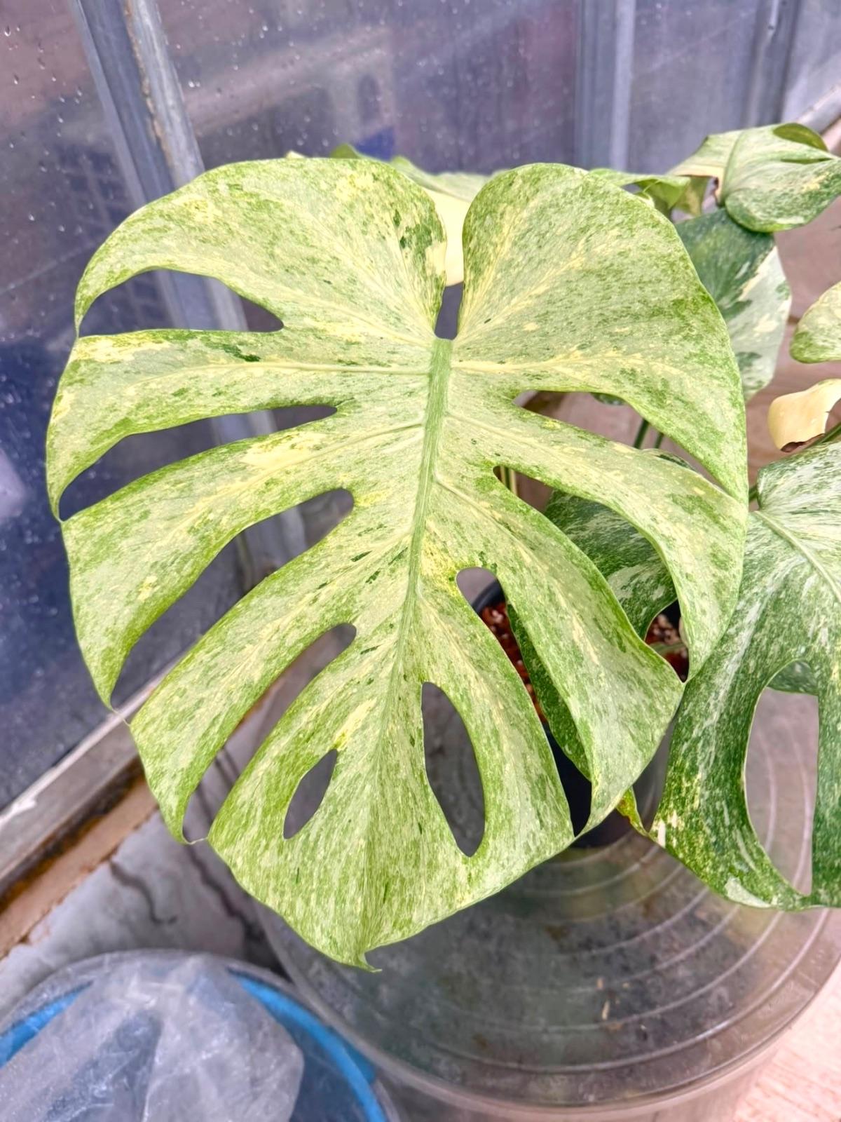 Monstera Ice Age — photograph 5