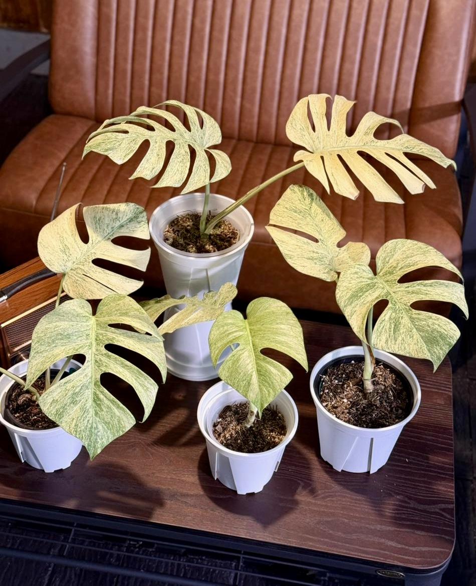 Monstera White Mint — photograph 1