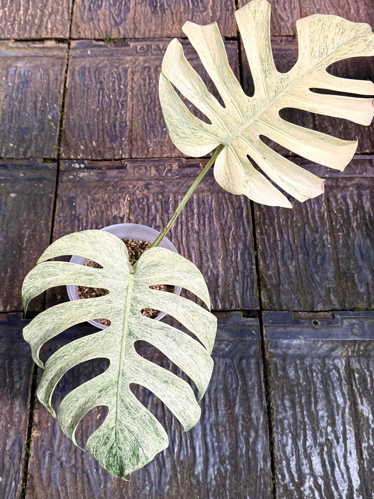 Monstera White Mint — photograph 2
