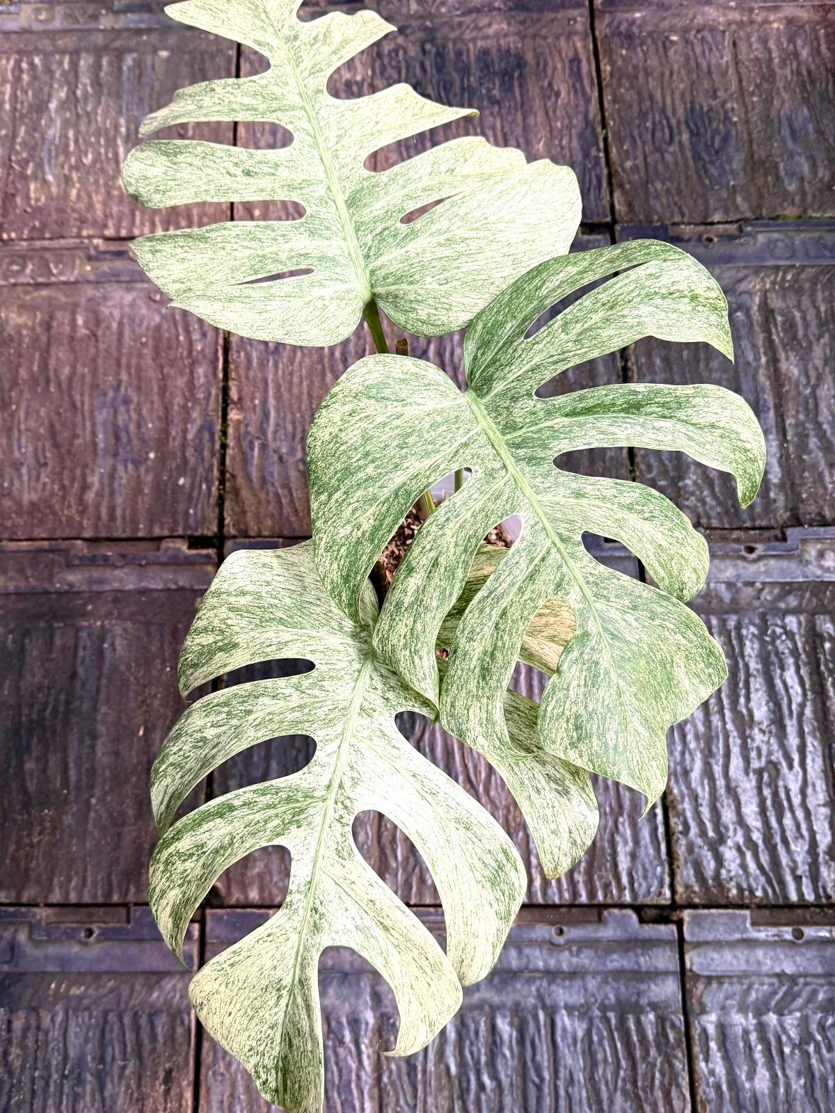 Monstera White Mint — photograph 3