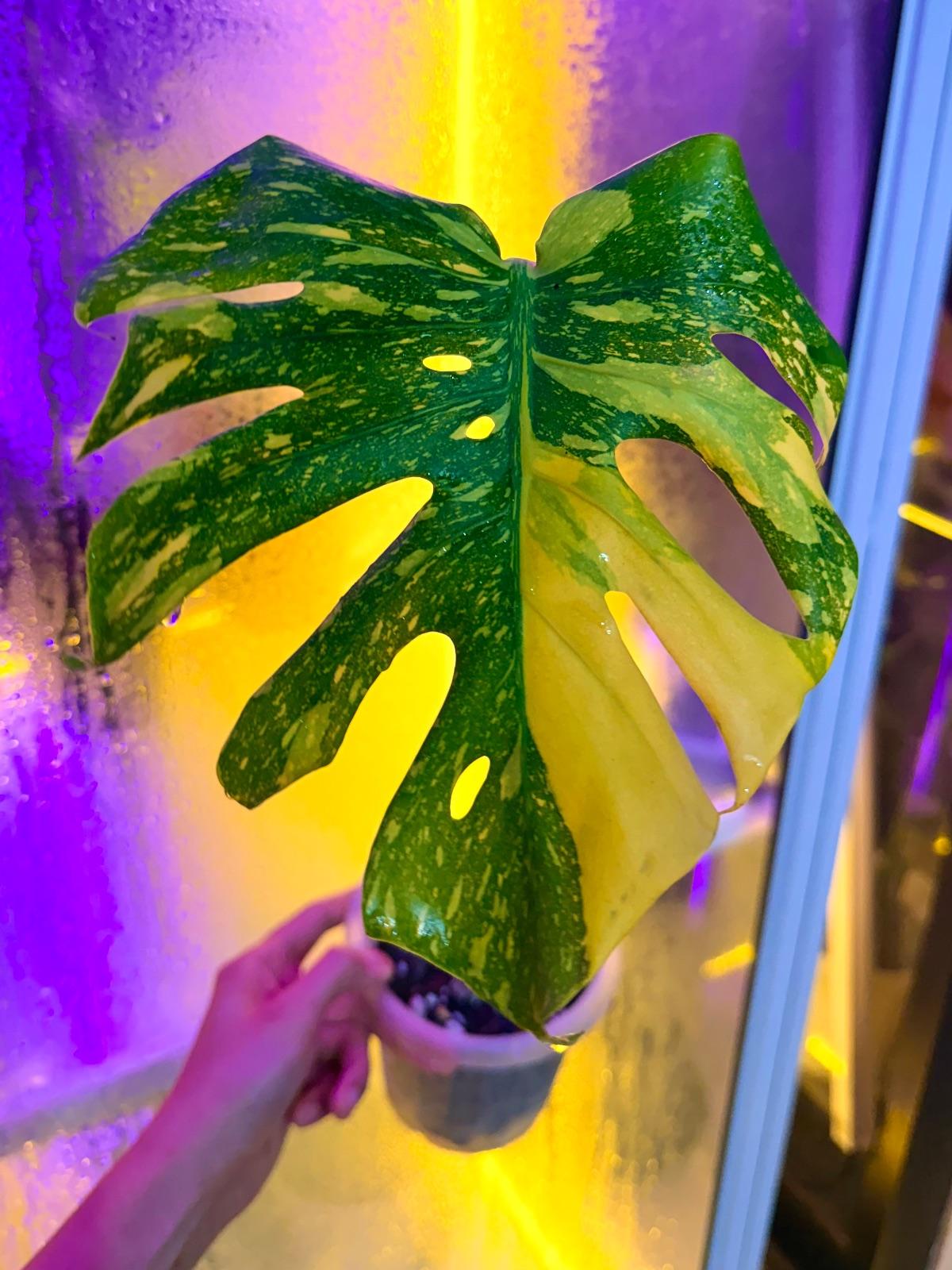 Monstera Electrolyte — photograph 1