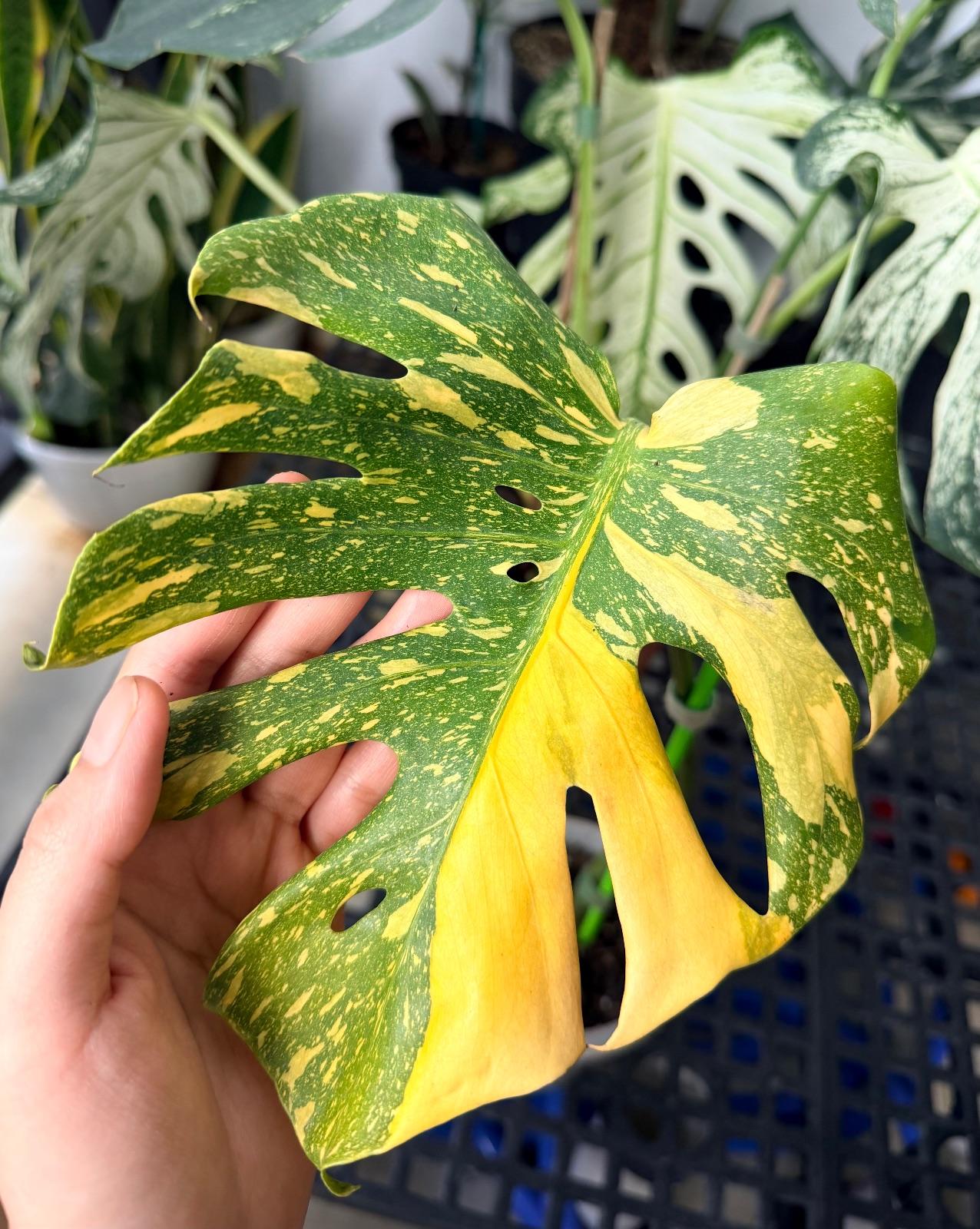 Monstera Electrolyte — photograph 3