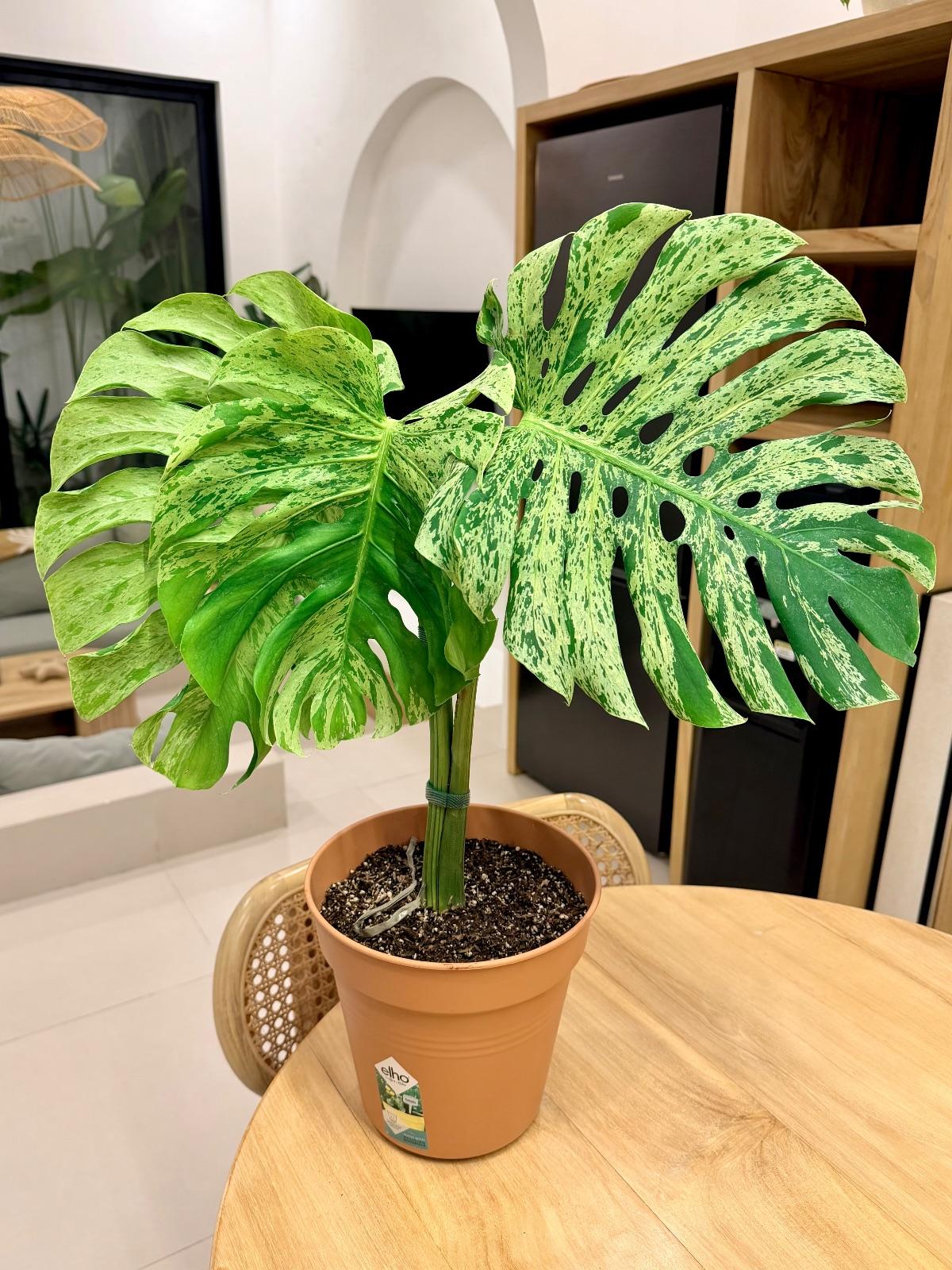 Monstera Bulbasaur — photograph 2