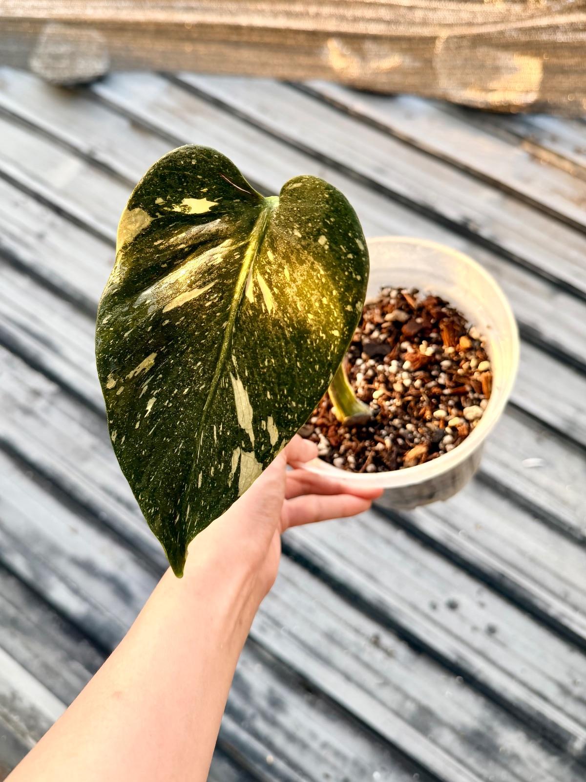 Monstera Medusa Star