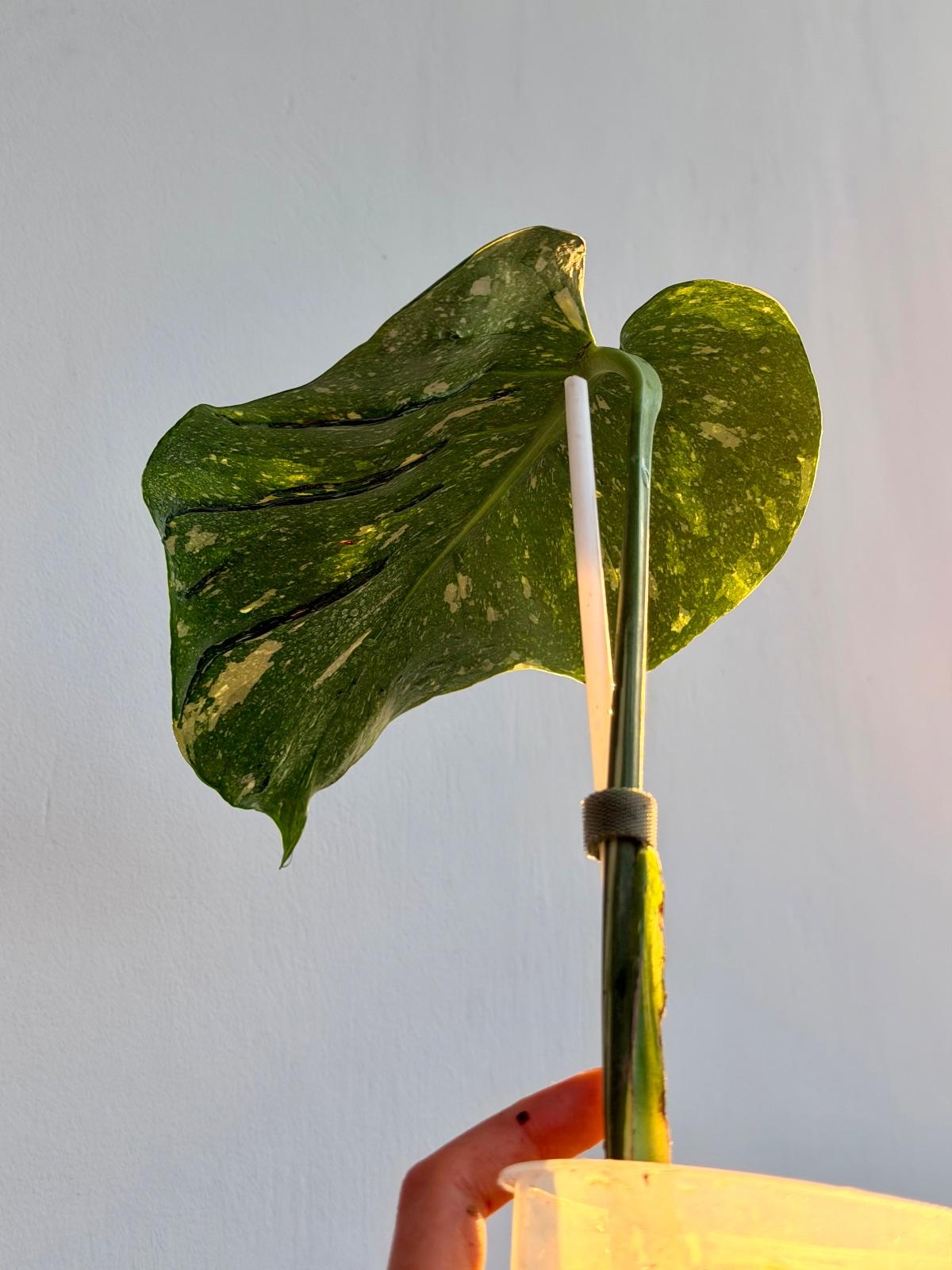 Monstera Medusa Star — photograph 5