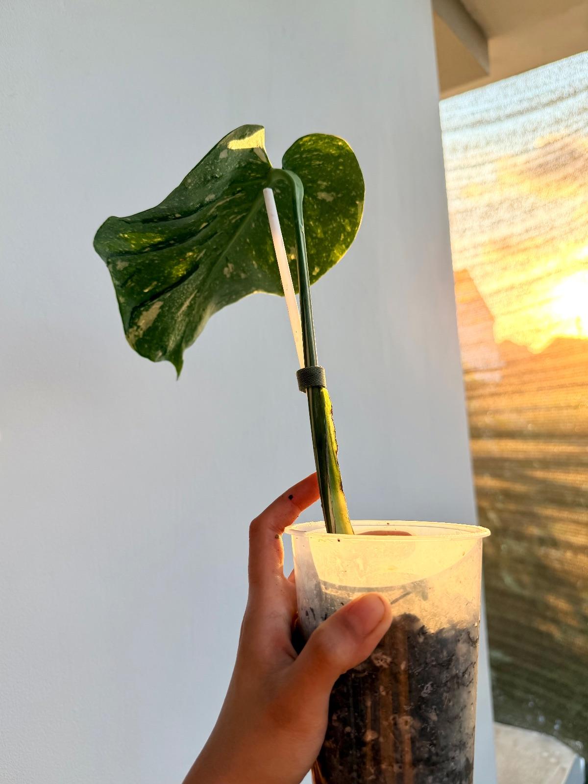 Monstera Medusa Star — photograph 3