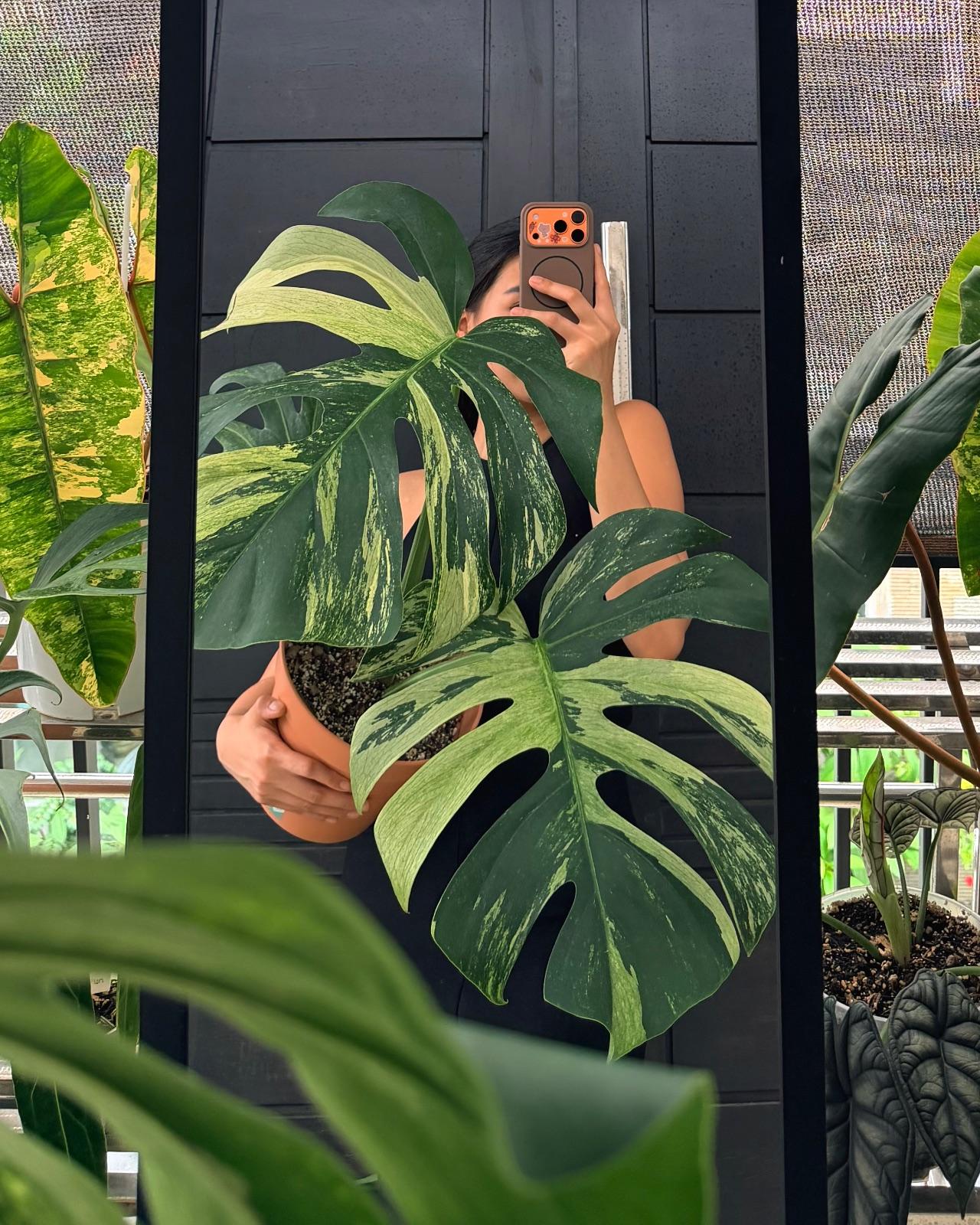 Monstera Mint. NOID — photograph 1