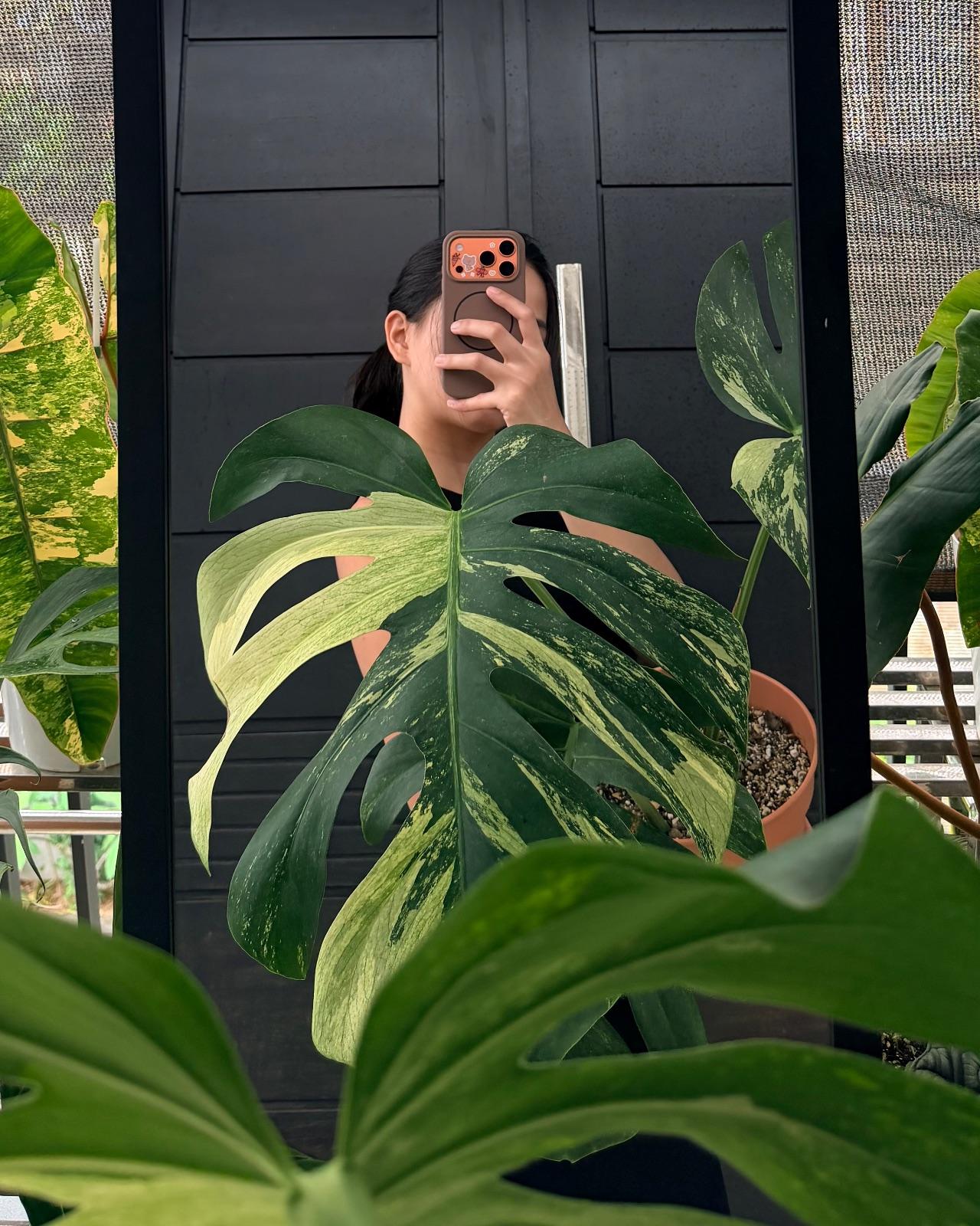 Monstera Mint. NOID — photograph 2