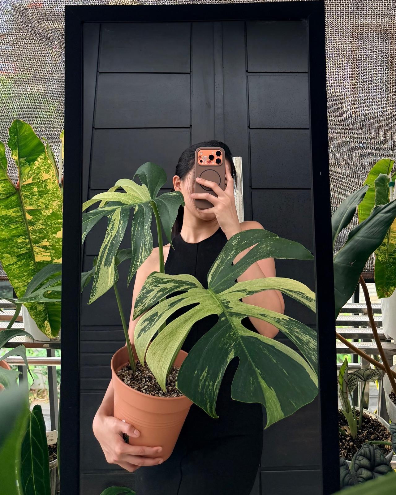 Monstera Mint. NOID — photograph 3