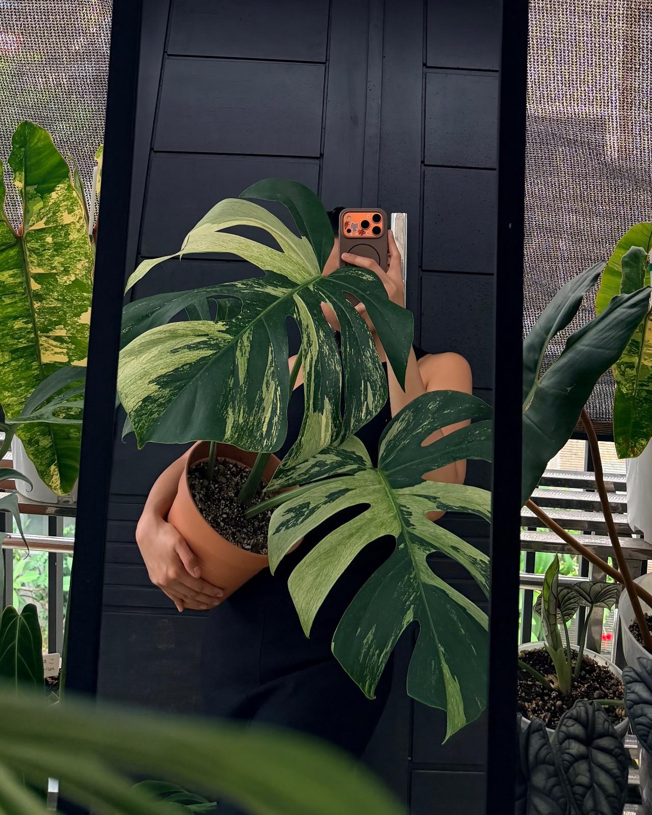 Monstera Mint. NOID — photograph 4