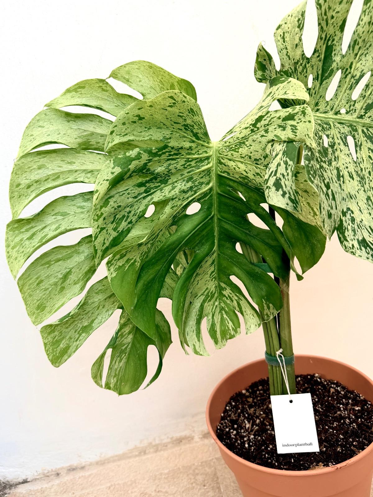 Monstera Bulbasaur — photograph 3