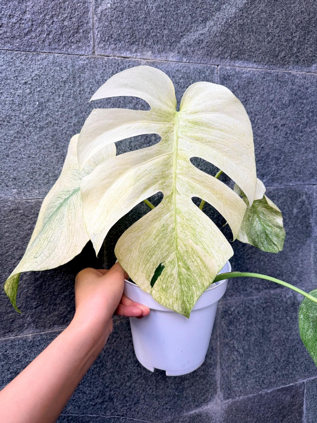 Monstera White Mint