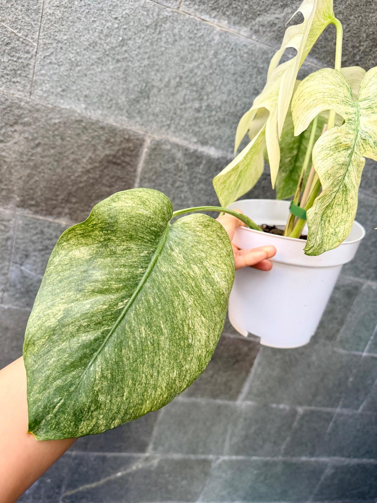 Monstera White Mint — photograph 3