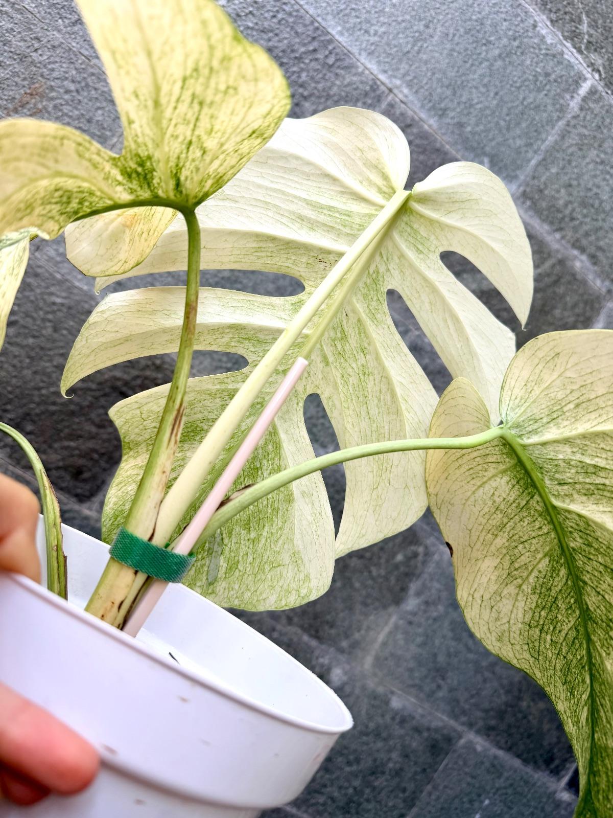 Monstera White Mint — photograph 4