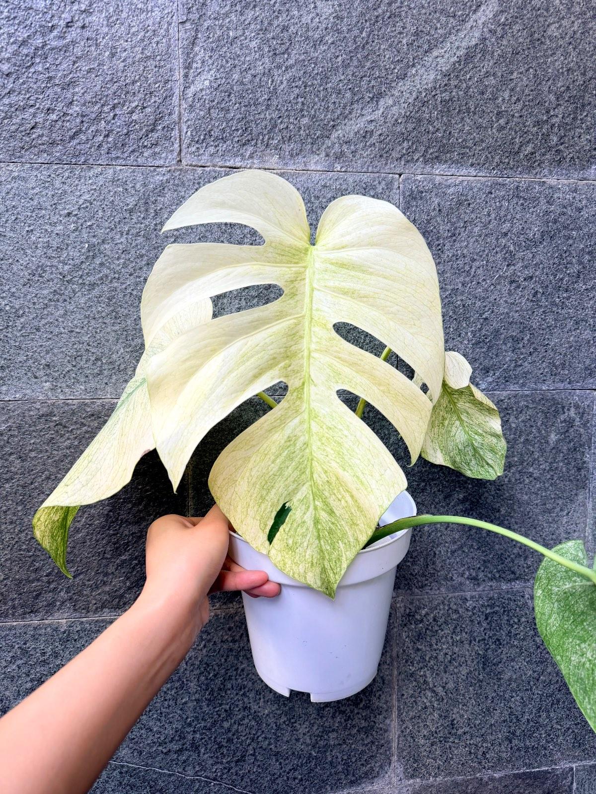 Monstera White Mint — photograph 5