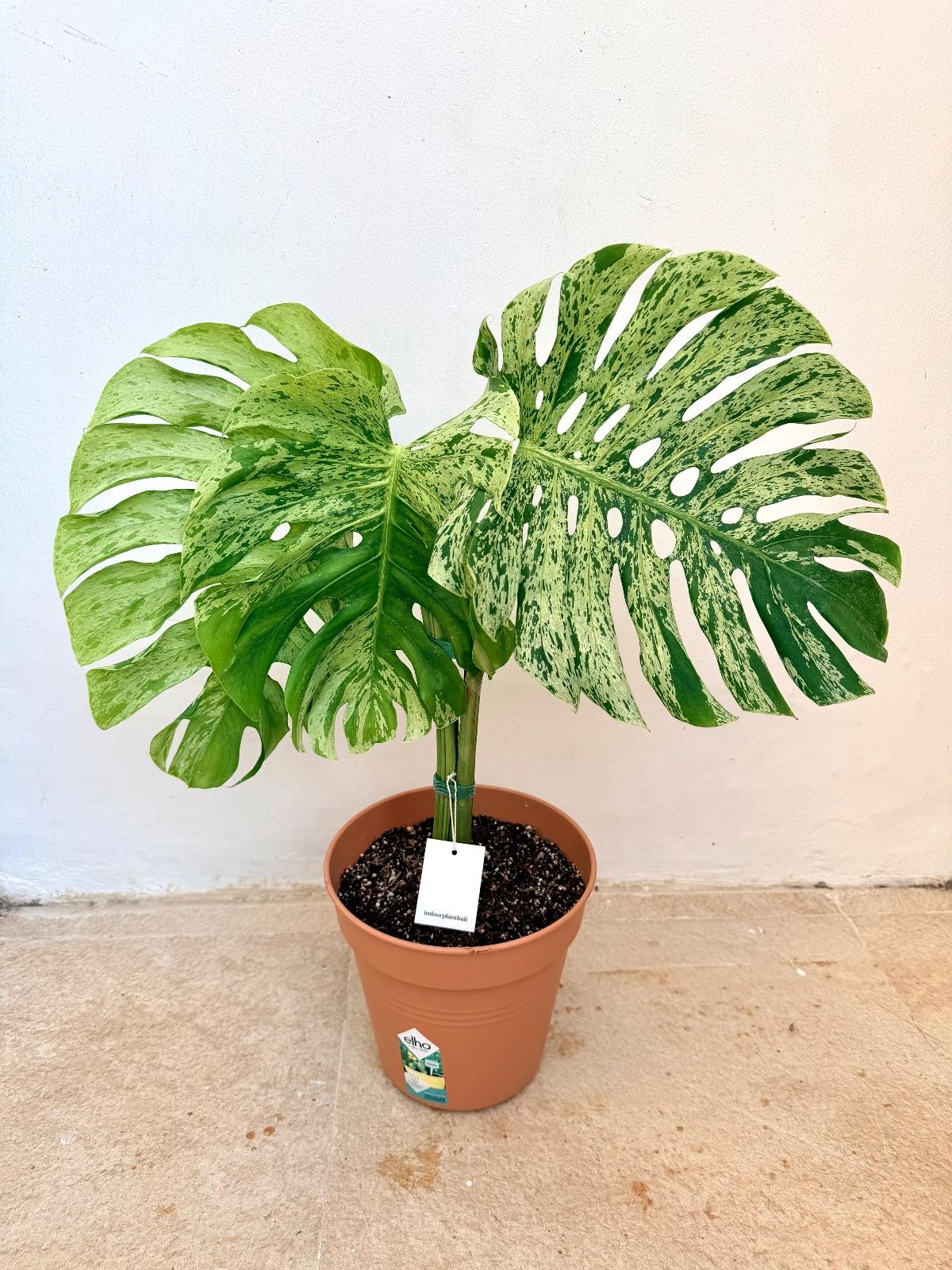 Monstera Bulbasaur — photograph 4