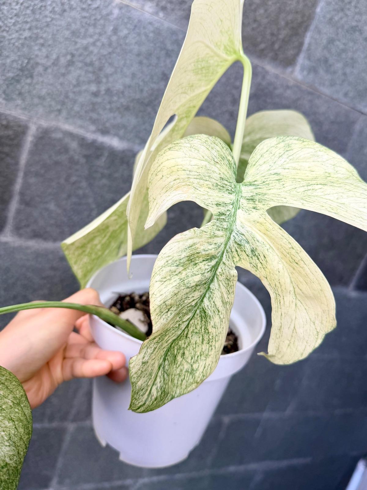 Monstera White Mint — photograph 6