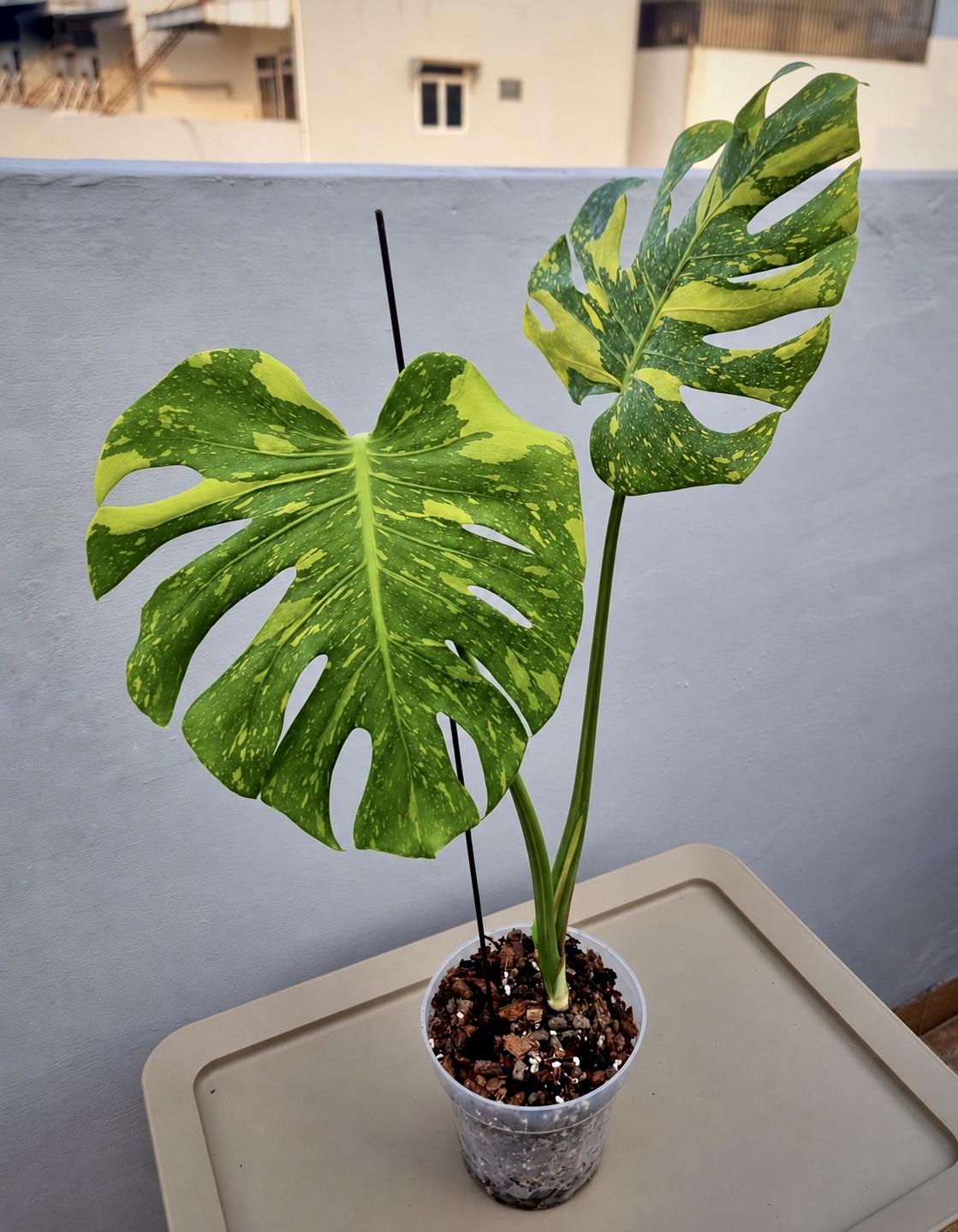 Monstera Electrolyte — photograph 1