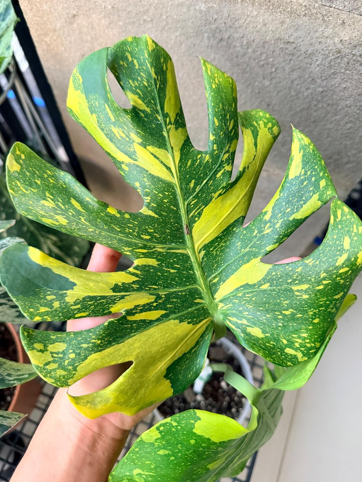 Monstera Electrolyte — photograph 2