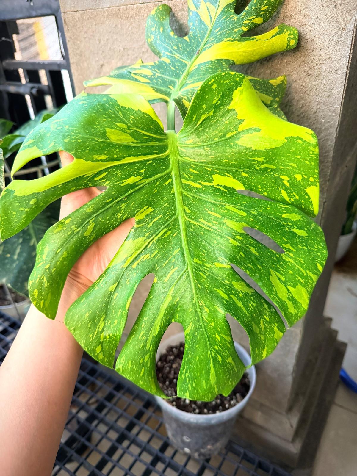 Monstera Electrolyte — photograph 3