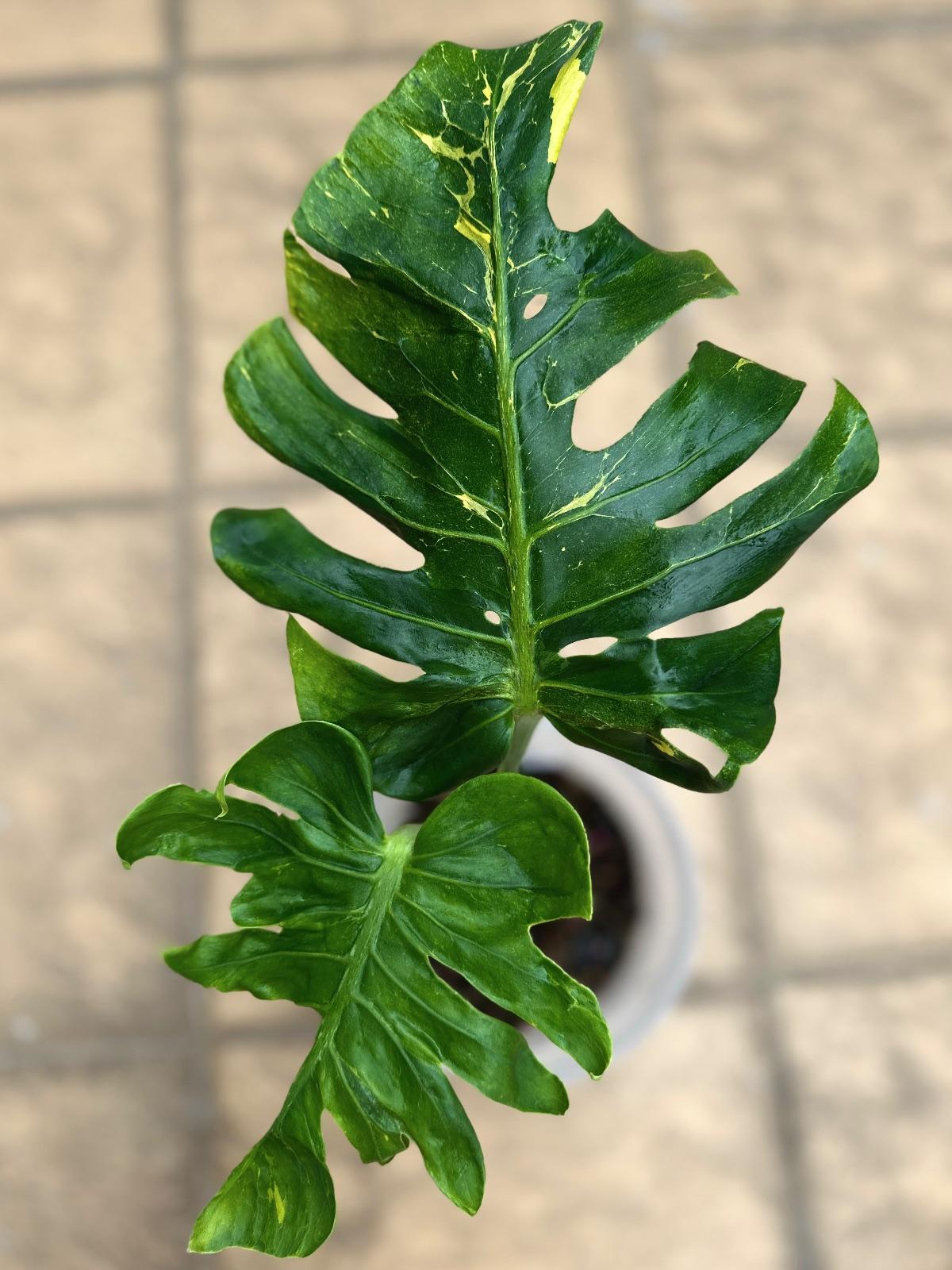 Monstera Yellow Wagyu