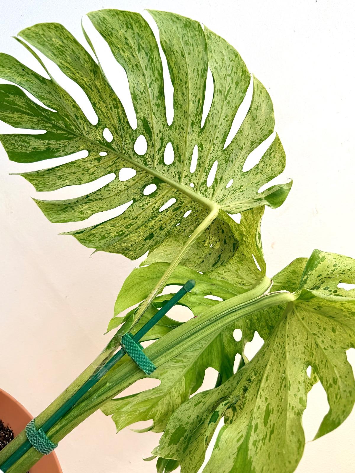 Monstera Bulbasaur — photograph 5