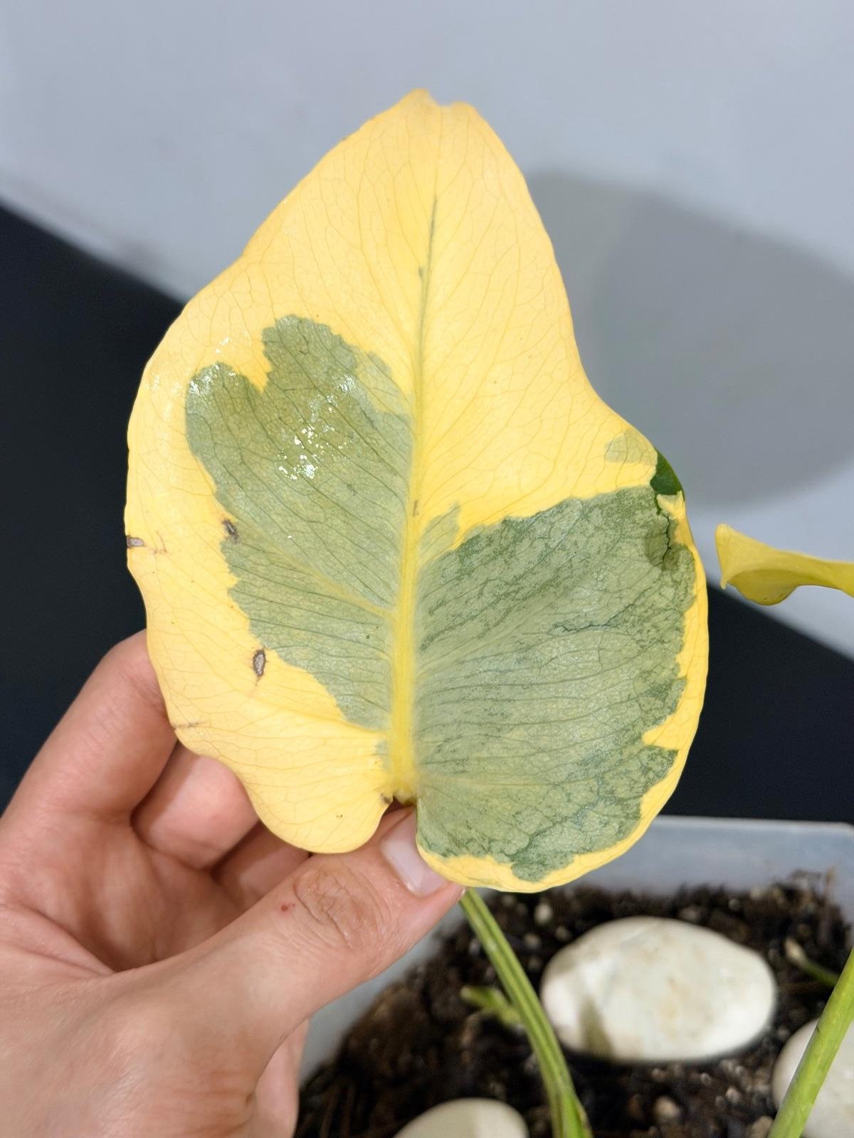 Monstera Melancholy