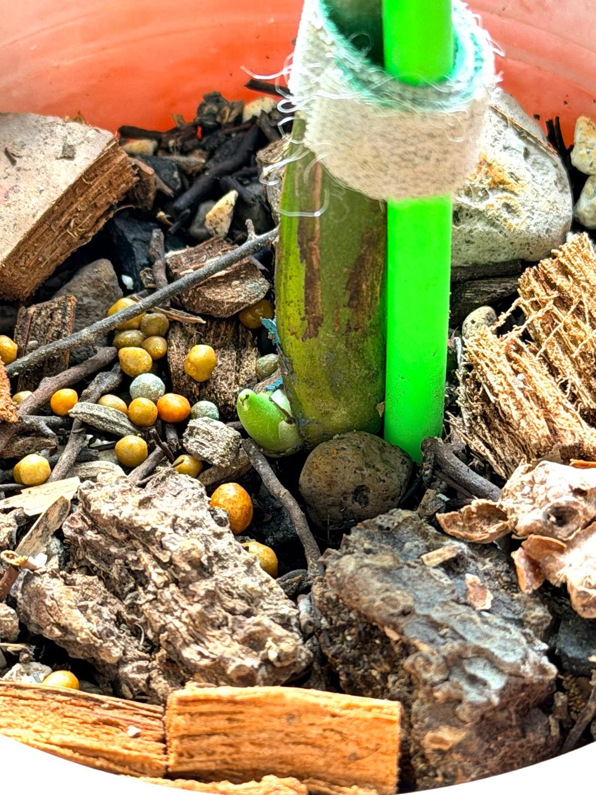 Monstera Electrolyte — photograph 4