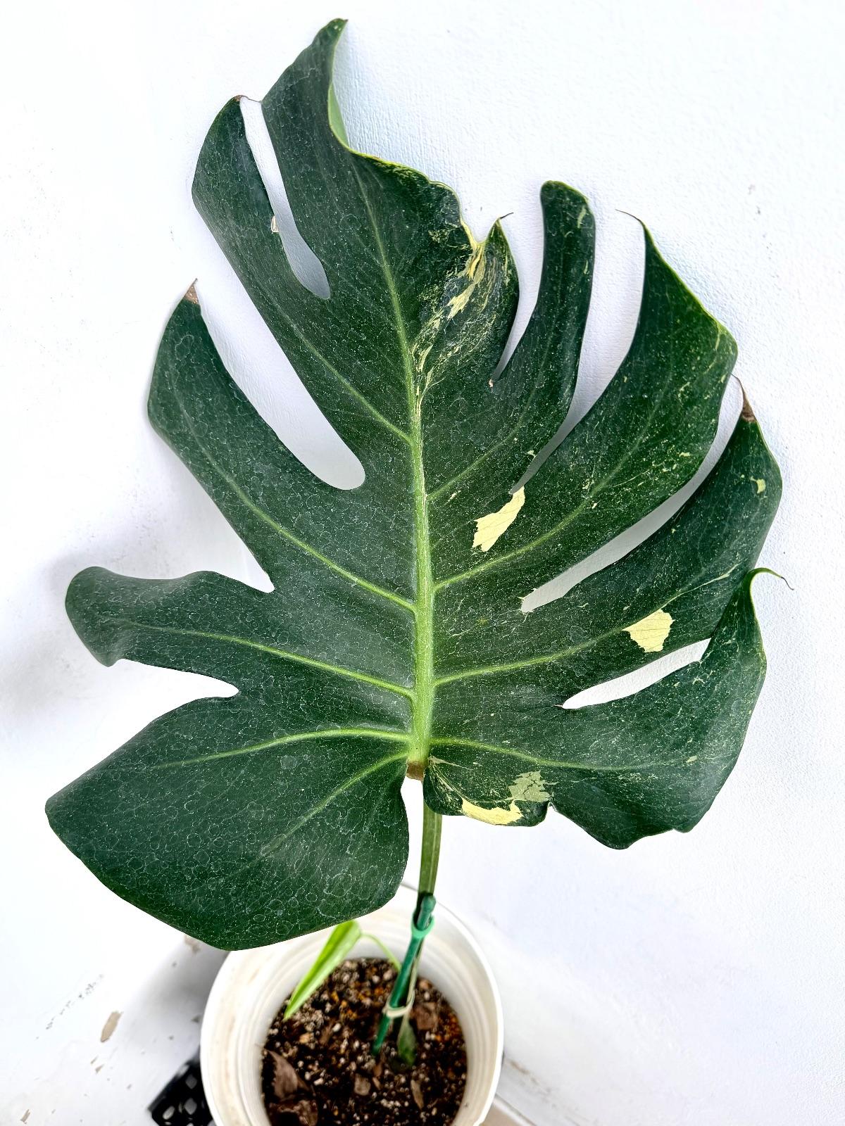 Monstera Thunder Bolt