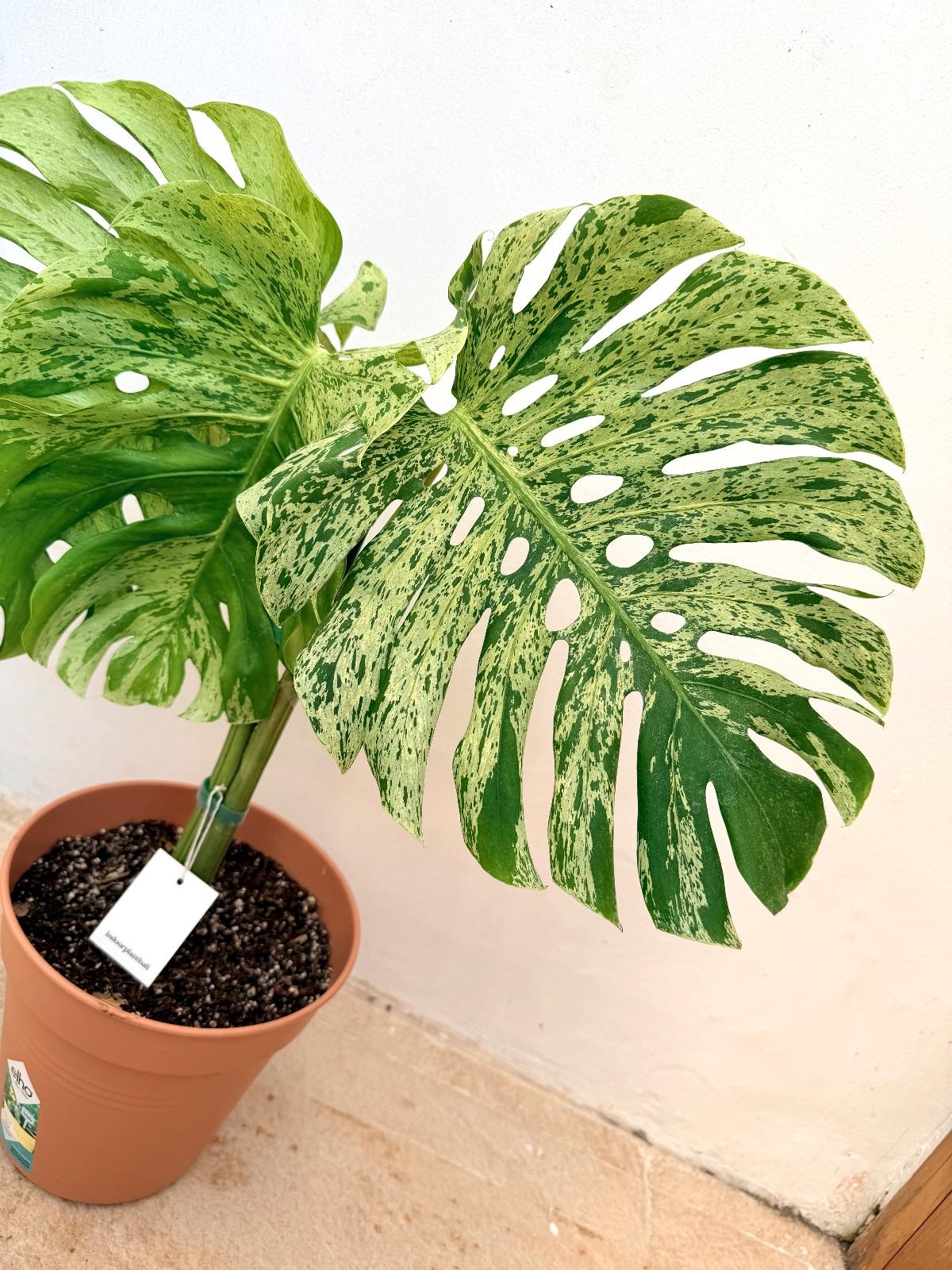 Monstera Bulbasaur — photograph 6
