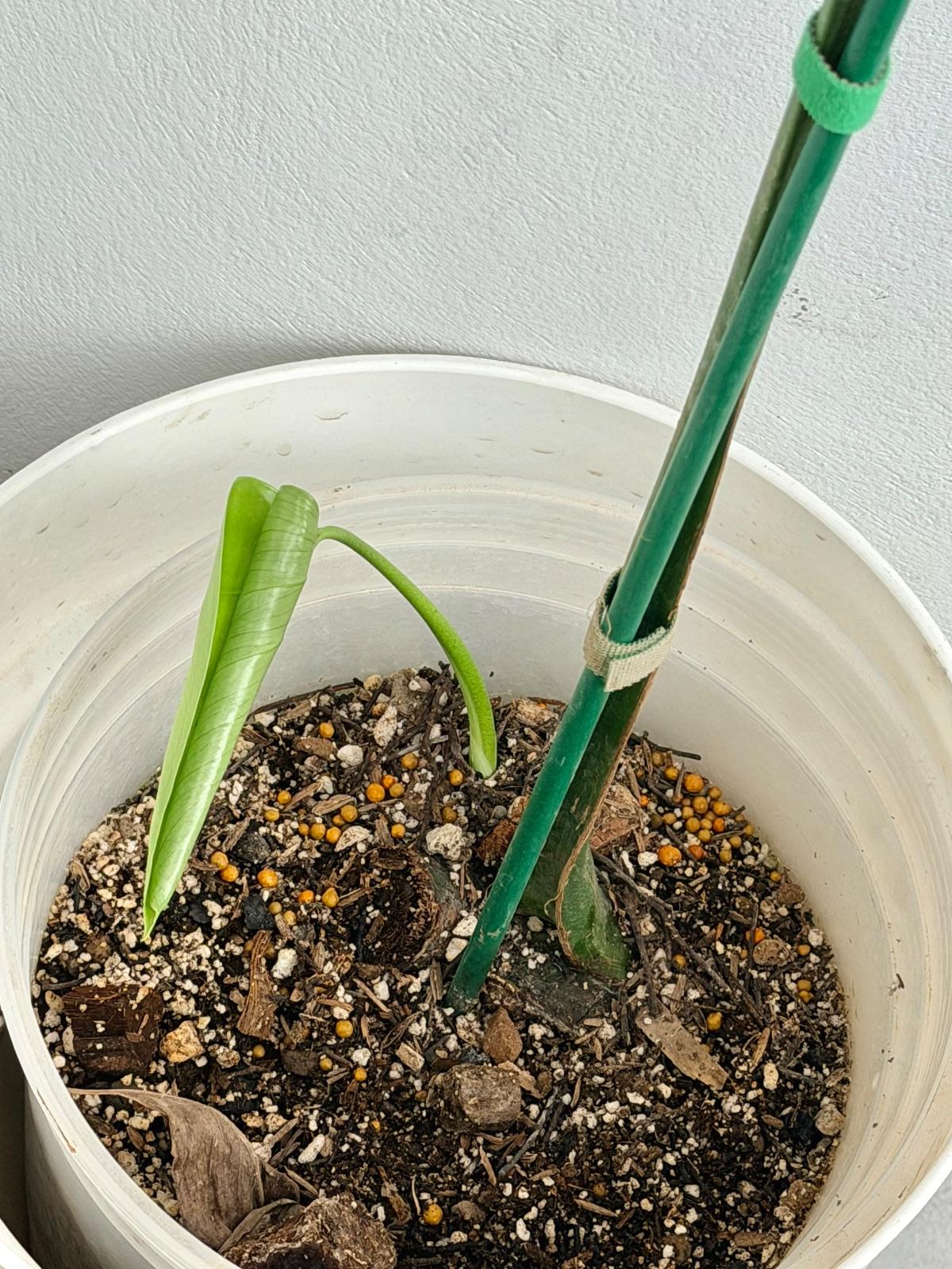 Monstera Thunder Bolt — photograph 3