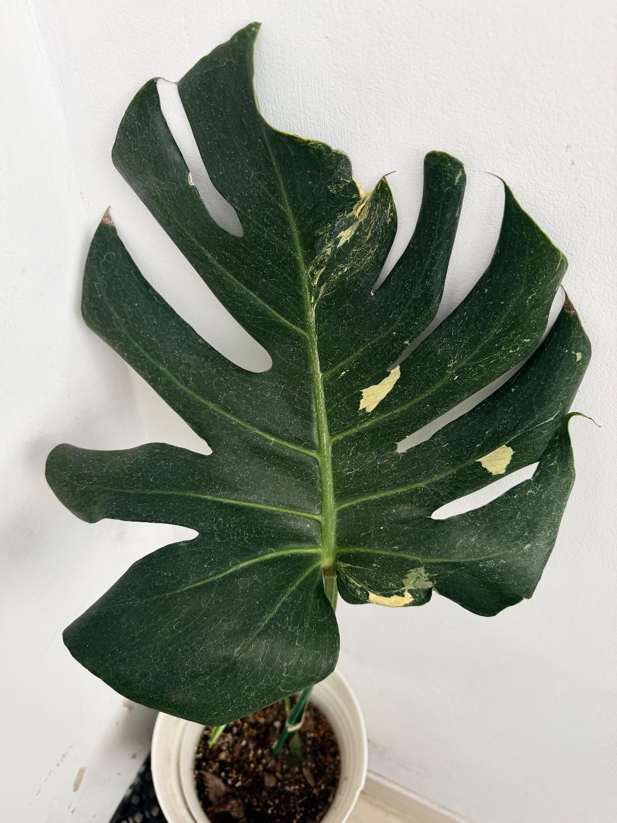 Monstera Thunder Bolt — photograph 4
