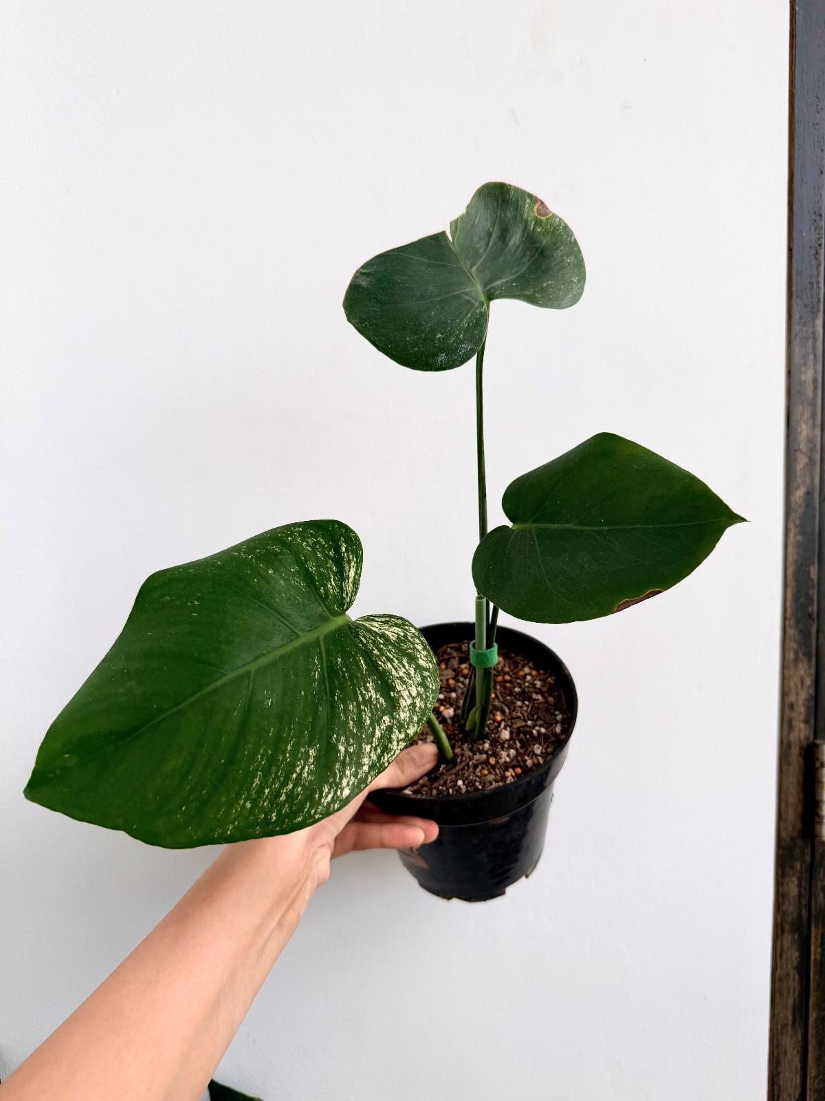 Monstera Devil Monster — photograph 1
