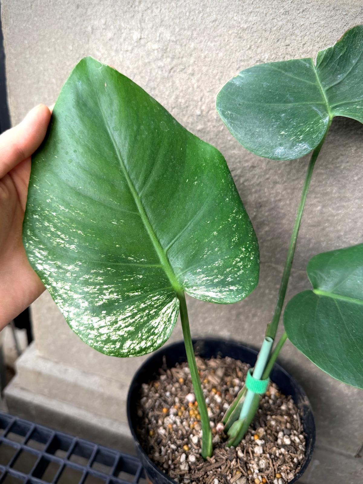 Monstera Devil Monster — photograph 2