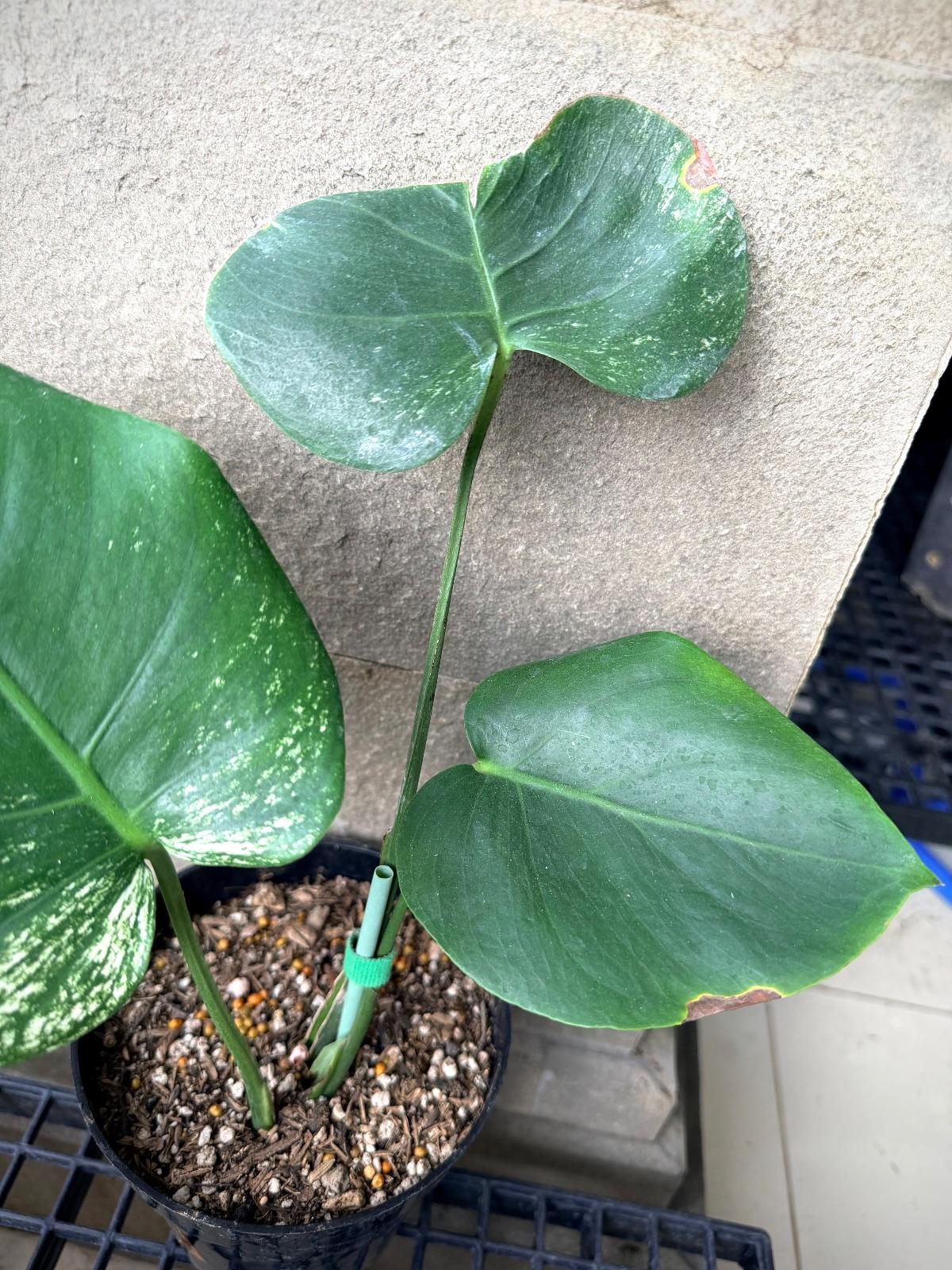 Monstera Devil Monster — photograph 3