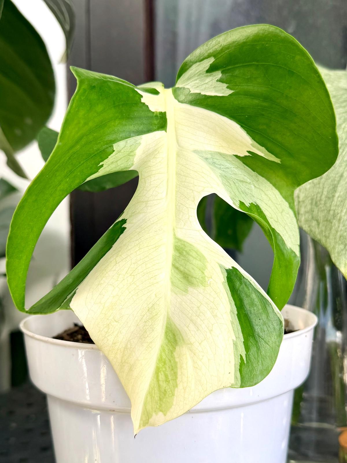 Monstera White Lava
