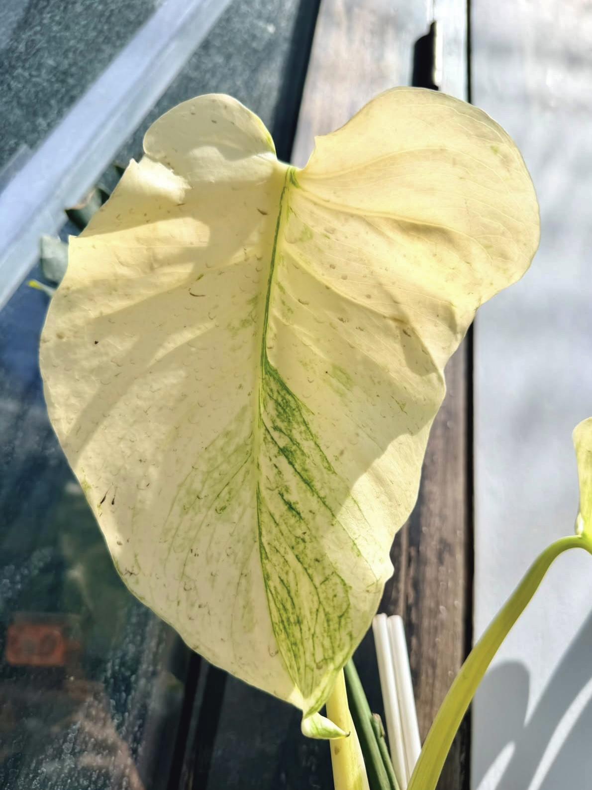 Monstera NO-ID