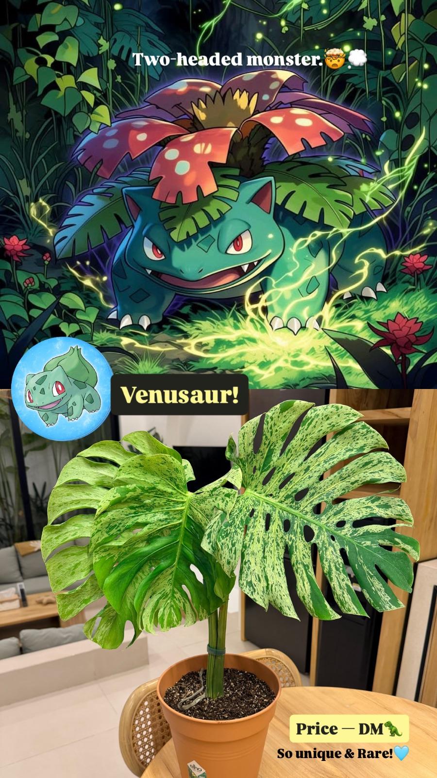Monstera Bulbasaur — photograph 7